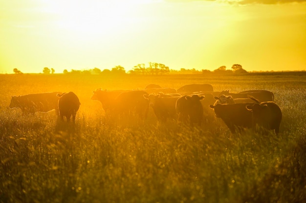 Groep ossen kijken naar de camera Pampas Argentinië