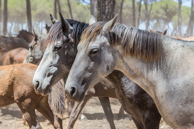 Groep paarden in de kudde. Gesloten in de kraal.