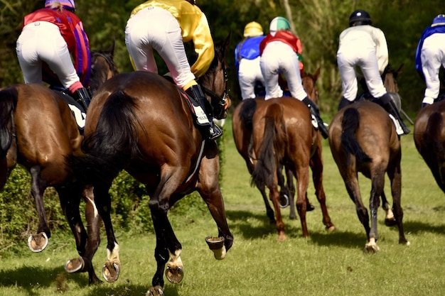 Foto groep paarden in het veld