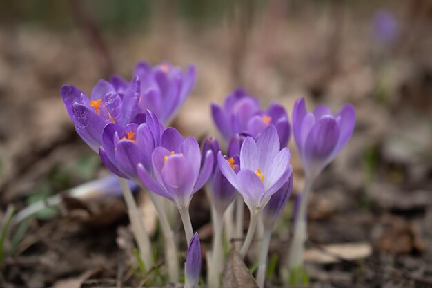 Groep paarse krokusbloemen op een lenteweide Krokusbloesem Bergbloemen Lentelandschap