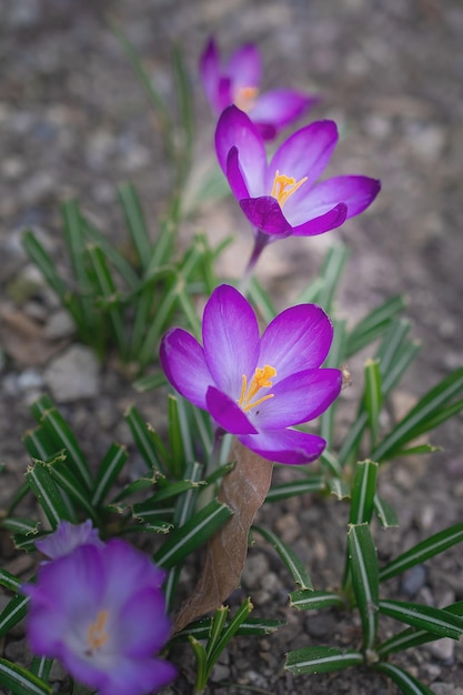Groep paarse krokusbloemen op een lenteweide Krokusbloesem Bergbloemen Lentelandschap