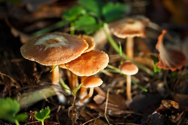 Groep paddestoelen