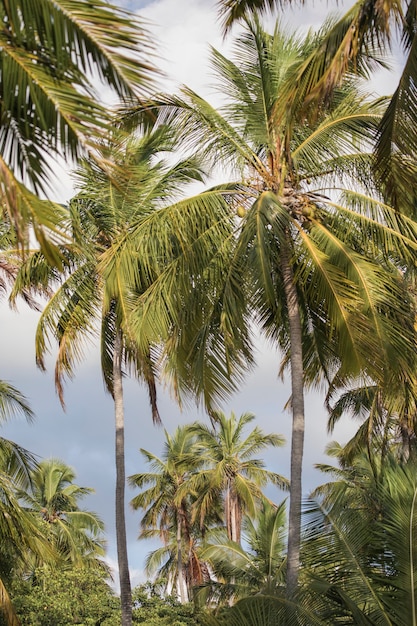 Groep palmbomen op het strand in Brazilië