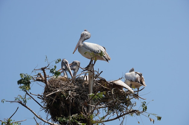 Groep pelikaanvogel op de boom