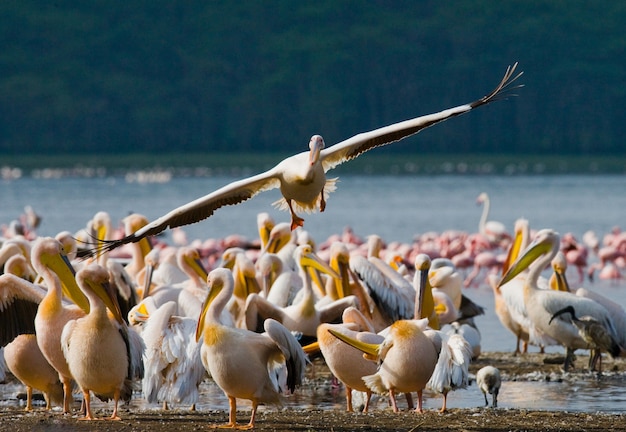 Groep pelikanen op het meer.