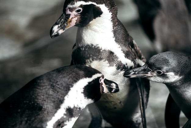 Groep pinguïnen in dierentuin het stellen