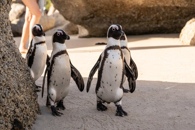 Groep pinguïnskolonie die op het strand loopt