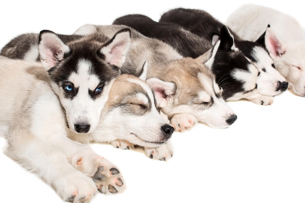 Groep puppy's fokken de husky's geïsoleerd op een witte achtergrond