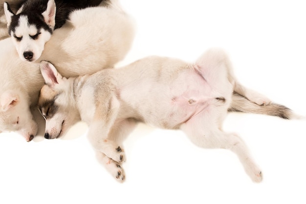 Groep puppy's fokken de husky's geïsoleerd op een witte achtergrond