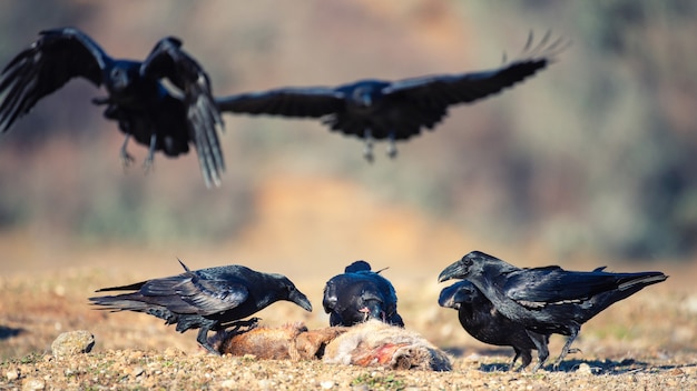 Groep raven corvus corax zitten op een prooi