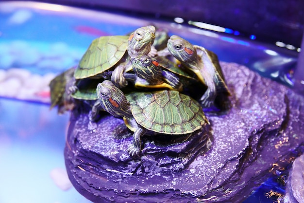 Groep Rode eared Schuifschildpad dichte omhooggaand