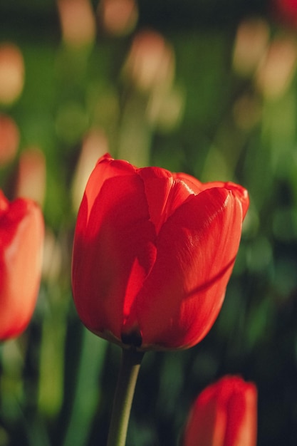 Groep rode tulpen in het park Lentelandschap