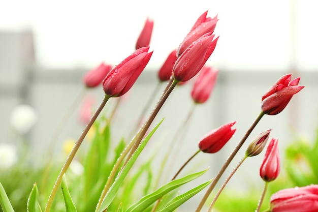 Groep rode tulpen in het park Lentelandschap