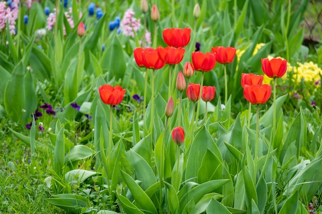 Groep rode tulpen in het park