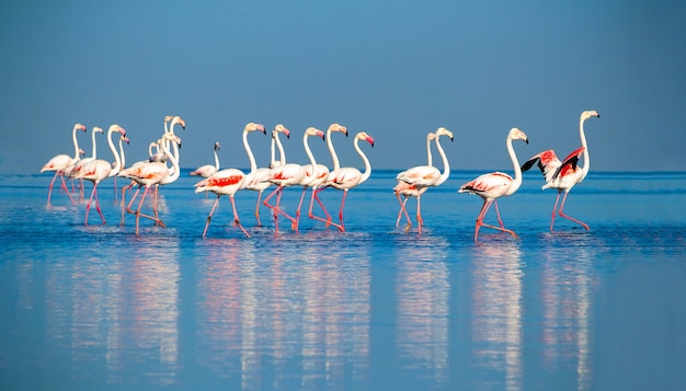 Groep roze Afrikaanse flamingo's die op een zonnige dag rond de blauwe lagune lopen