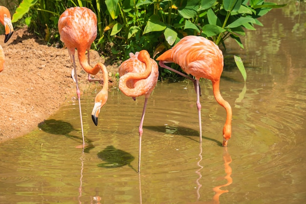 Groep roze en oranje flamingo's die zich in een vijver bevinden