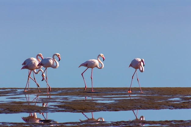 Groep roze flamingo's in de blauwe lagune op een zonnige dag. Walvisbaai, Namibië