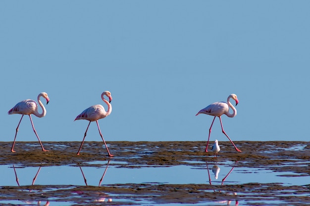 Groep roze flamingo's in de blauwe lagune op een zonnige dag. Walvisbaai, Namibië