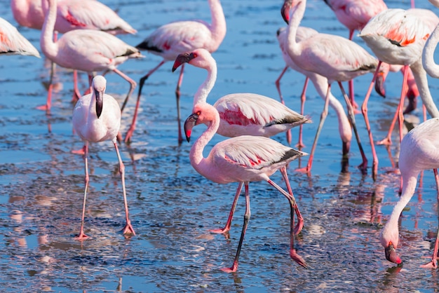 Groep roze flamingo's op het overzees bij Walvis-Baai, Namibië, Afrika.