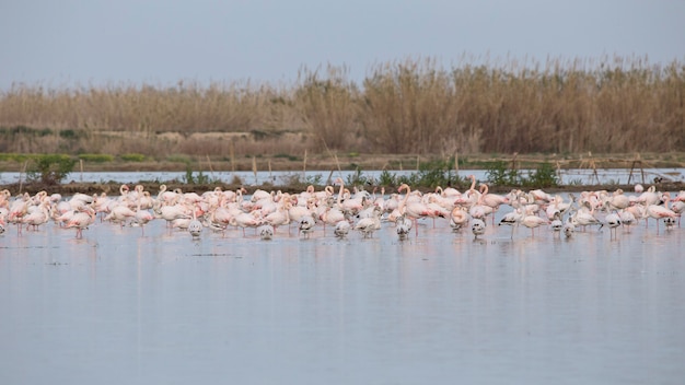 Groep roze flamningos (phoenicopterus roseus) in Alfufera van Valencia.