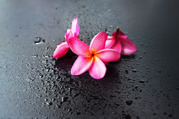 Groep roze Frangipani natte zwarte achtergrond neerzetten