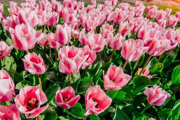 Groep roze tulpen. Lente landschap.