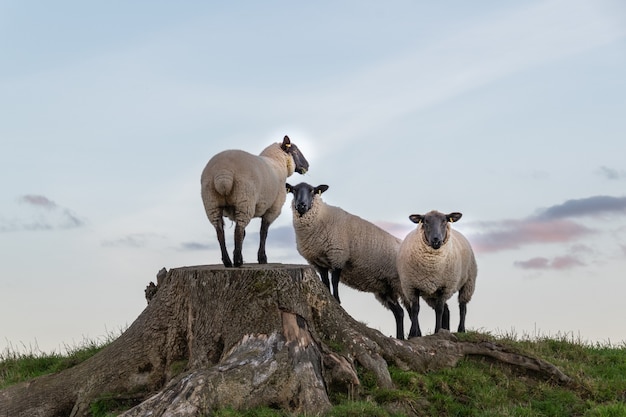 Groep schapen die op grote stomp rusten