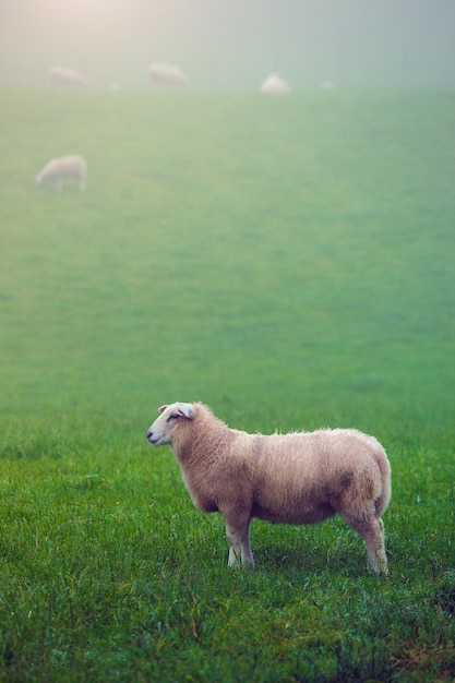 Groep schapen op een mistige groene weide