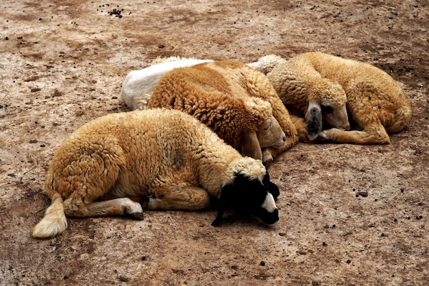 Groep schapen slapen in dierenboerderij