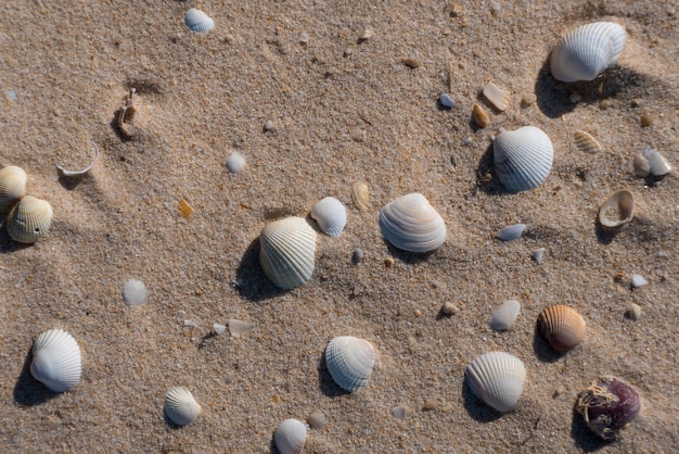 Groep schelpen op het strandzand