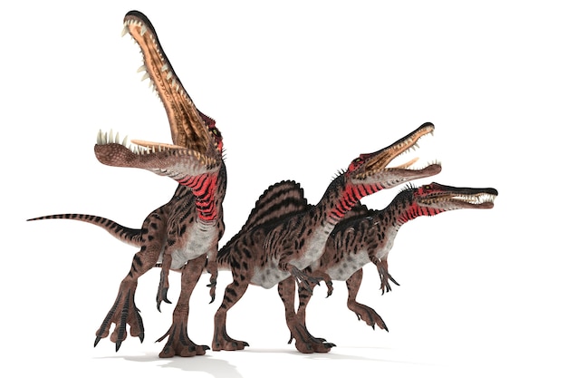 Foto groep spinosaurus op witte 3d illustratie als achtergrond