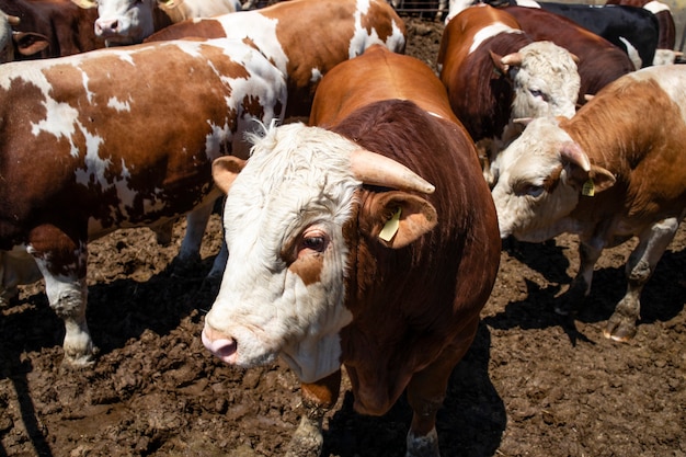 Groep sterke gespierde stieren als huisdieren voor vleesproductie op biologische boerderij.