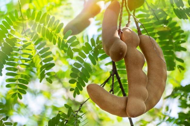 Groep tamarinde hangen met tak aan de tamarindeboom in boerderij op groene natuur vervagen en bokeh zonlicht ochtend achtergrond