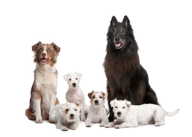 Groep van 5 honden; 4 Parson Russell Terrier, een Australische herder en een gemengd ras