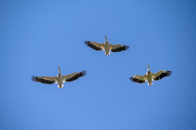 Groep van drie pelikanen die net boven in de blauwe lucht vliegen
