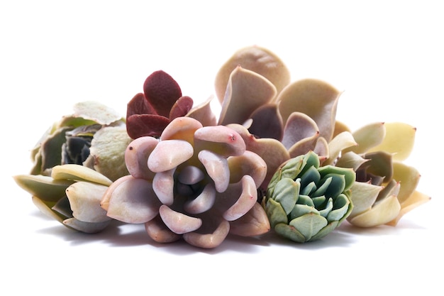 Groep van echeveria en pachyveria opalina sappige geroote snijplanten geïsoleerd op witte CHTERGRO