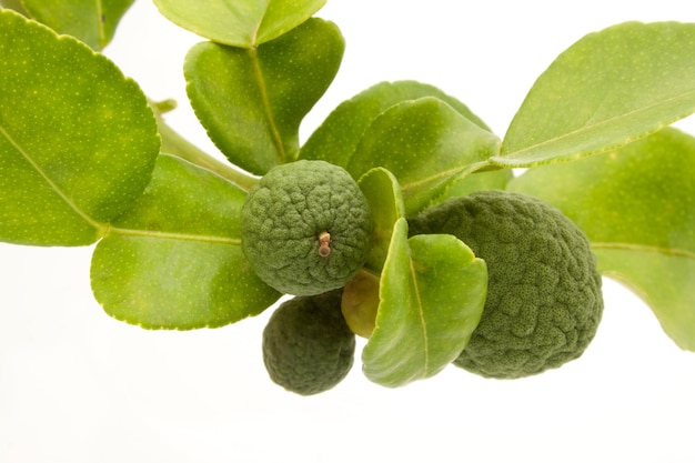 Groep van kaffir limoen of Bergamot fruit op witte achtergrond.