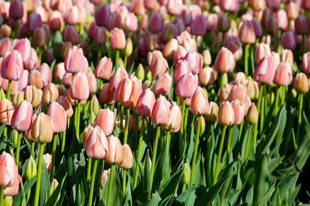 Groep van kleurrijke tulp in lentetuin. Heldere kleurrijke tulpenfoto. Geweldig lente-concept en.