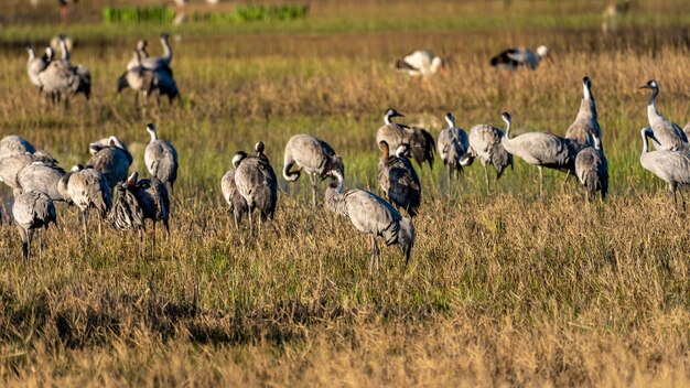 Groep van kraanvogels bij zonsopgang in het natuurpark van de moerassen van Ampurdan.