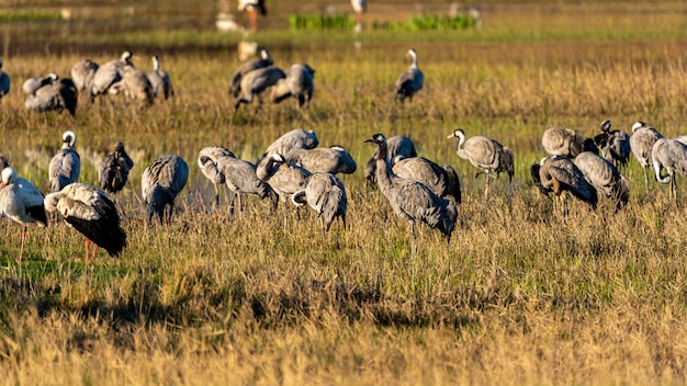 Foto groep van kraanvogels bij zonsopgang in het natuurpark van de moerassen van ampurdan.