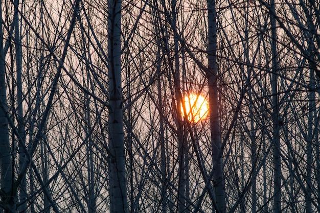 Groep van populieren bij zonsondergang