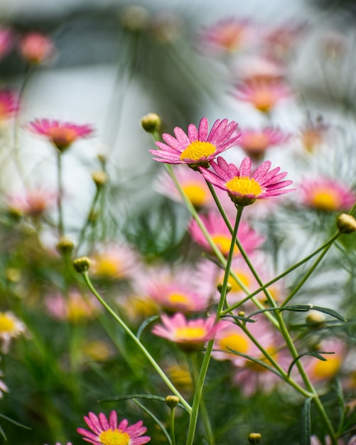 Groep van roze Marguerite madeliefjes (Argyranthemum frutescens)