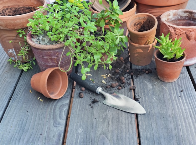 Groep van terracotta bloempotten en succulente installatie op een tuintafel