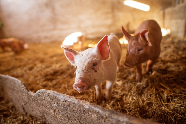 Groep van varkens op dierenboerderij.