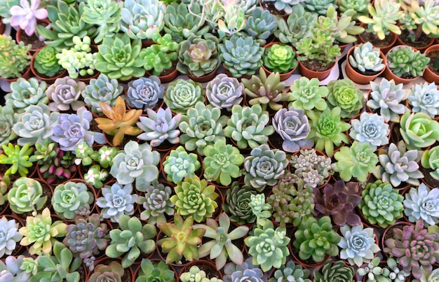 Groep van veel cactus in pot, een cactus is een lid van de plantenfamilie Cactaceae