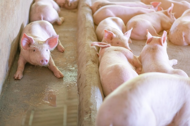 Groep varkens die er gezond uitziet in de lokale ASEAN-varkenshouderij.