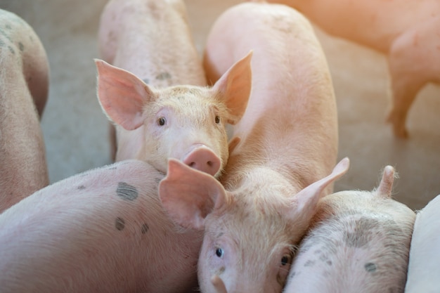 Groep varkens die er gezond uitziet in de lokale ASEAN-varkenshouderij.