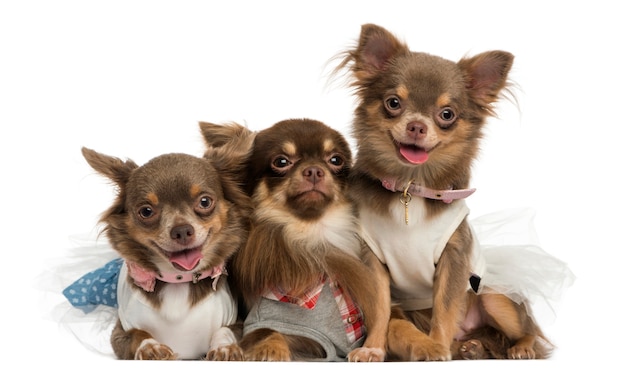 Groep verklede Chihuahuas hijgend, kijkend naar de camera, geïsoleerd op wit