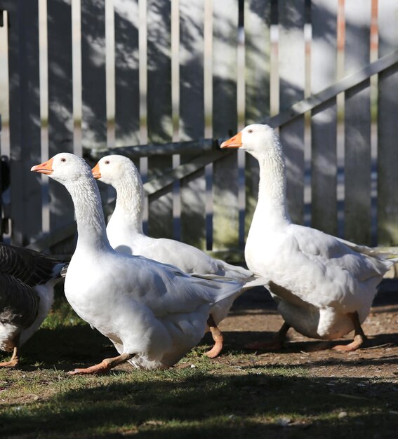 Foto groep vogels op het veld