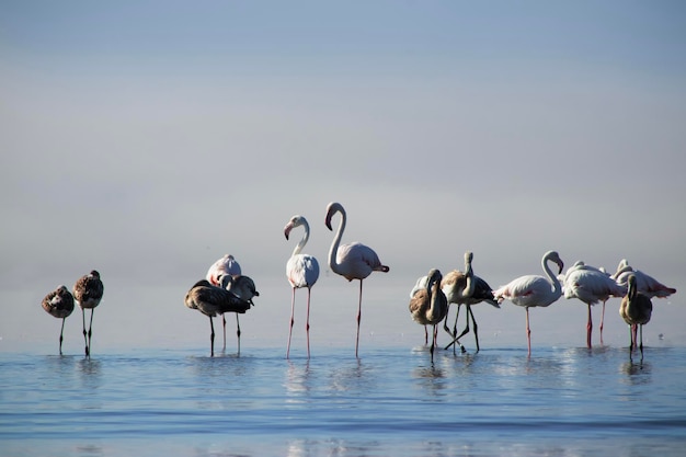 Foto groep vogels van roze afrikaanse flamingo's lopen rond de blauwe lagune op een zonnige dag